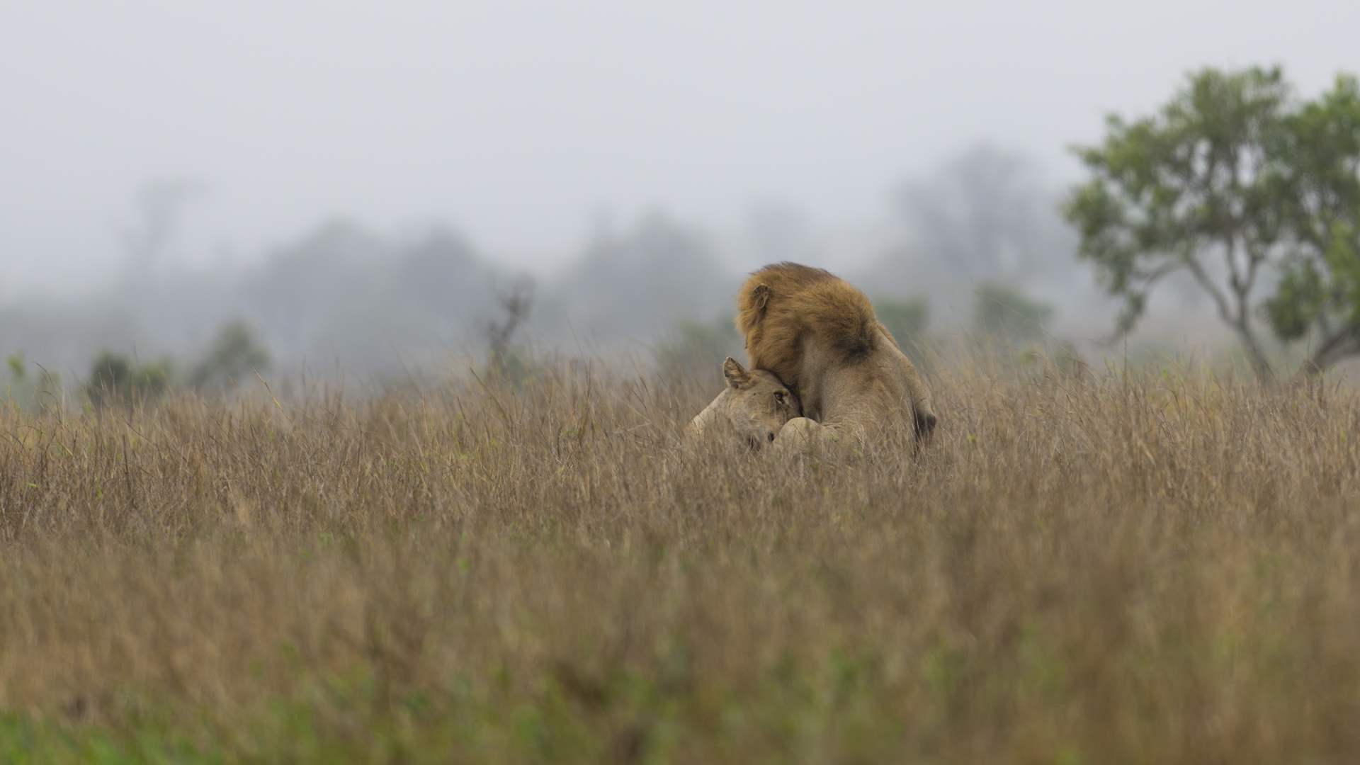 Kruger25 2025 11 02 09 36 42 ILCE 1M2 4068